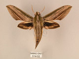 中文名:棕綠背線天蛾(514-52)學名:Cechenena lineosa (Walker, 1856)(514-52)中文別名:條背天蛾