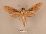 中文名:棕綠背線天蛾(514-56)學名:Cechenena lineosa (Walker, 1856)(514-56)中文別名:條背天蛾
