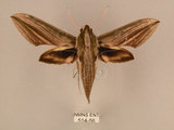中文名:棕綠背線天蛾(514-56)學名:Cechenena lineosa (Walker, 1856)(514-56)中文別名:條背天蛾