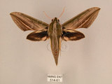 中文名:棕綠背線天蛾(514-61)學名:Cechenena lineosa (Walker, 1856)(514-61)中文別名:條背天蛾