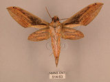 中文名:棕綠背線天蛾(514-63)學名:Cechenena lineosa (Walker, 1856)(514-63)中文別名:條背天蛾