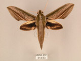 中文名:棕綠背線天蛾(514-63)學名:Cechenena lineosa (Walker, 1856)(514-63)中文別名:條背天蛾