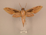 中文名:棕綠背線天蛾(514-67)學名:Cechenena lineosa (Walker, 1856)(514-67)中文別名:條背天蛾