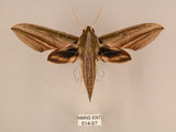 中文名:棕綠背線天蛾(514-67)學名:Cechenena lineosa (Walker, 1856)(514-67)中文別名:條背天蛾