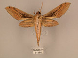 中文名:棕綠背線天蛾(514-68)學名:Cechenena lineosa (Walker, 1856)(514-68)中文別名:條背天蛾