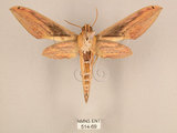 中文名:棕綠背線天蛾(514-69)學名:Cechenena lineosa (Walker, 1856)(514-69)中文別名:條背天蛾