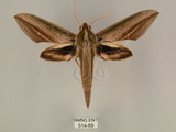 中文名:棕綠背線天蛾(514-69)學名:Cechenena lineosa (Walker, 1856)(514-69)中文別名:條背天蛾