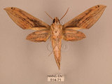 中文名:棕綠背線天蛾(514-71)學名:Cechenena lineosa (Walker, 1856)(514-71)中文別名:條背天蛾