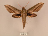 中文名:棕綠背線天蛾(514-71)學名:Cechenena lineosa (Walker, 1856)(514-71)中文別名:條背天蛾