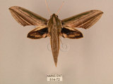 中文名:棕綠背線天蛾(514-72)學名:Cechenena lineosa (Walker, 1856)(514-72)中文別名:條背天蛾
