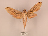 中文名:棕綠背線天蛾(526-778)學名:Cechenena lineosa (Walker, 1856)(526-778)中文別名:條背天蛾