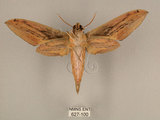 中文名:棕綠背線天蛾(627-100)學名:Cechenena lineosa (Walker, 1856)(627-100)中文別名:條背天蛾