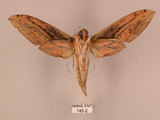 中文名:棕綠背線天蛾(745-2)學名:Cechenena lineosa (Walker, 1856)(745-2)中文別名:條背天蛾