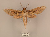 中文名:背線天蛾(244-94)學名:Cechenena minor (Butler, 1875)(244-94)中文別名:平背天蛾