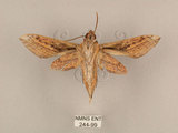 中文名:背線天蛾(244-99)學名:Cechenena minor (Butler, 1875)(244-99)中文別名:平背天蛾