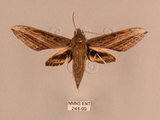 中文名:背線天蛾(244-99)學名:Cechenena minor (Butler, 1875)(244-99)中文別名:平背天蛾