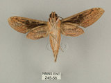 中文名:背線天蛾(245-56)學名:Cechenena minor (Butler, 1875)(245-56)中文別名:平背天蛾