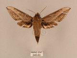 中文名:背線天蛾(245-63)學名:Cechenena minor (Butler, 1875)(245-63)中文別名:平背天蛾
