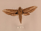 中文名:背線天蛾(246-138)學名:Cechenena minor (Butler, 1875)(246-138)中文別名:平背天蛾