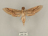 中文名:背線天蛾(246-139)學名:Cechenena minor (Butler, 1875)(246-139)中文別名:平背天蛾