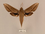 中文名:背線天蛾(248-112)學名:Cechenena minor (Butler, 1875)(248-112)中文別名:平背天蛾