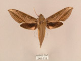 中文名:背線天蛾(248-119)學名:Cechenena minor (Butler, 1875)(248-119)中文別名:平背天蛾