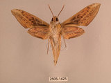 中文名:背線天蛾(2505-1425)學名:Cechenena minor (Butler, 1875)(2505-1425)中文別名:平背天蛾