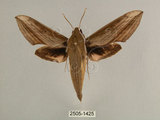 中文名:背線天蛾(2505-1425)學名:Cechenena minor (Butler, 1875)(2505-1425)中文別名:平背天蛾