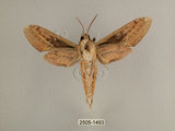 中文名:背線天蛾(2505-1493)學名:Cechenena minor (Butler, 1875)(2505-1493)中文別名:平背天蛾