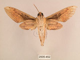中文名:背線天蛾(2505-452)學名:Cechenena minor (Butler, 1875)(2505-452)中文別名:平背天蛾
