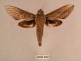 中文名:背線天蛾(2505-452)學名:Cechenena minor (Butler, 1875)(2505-452)中文別名:平背天蛾