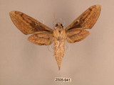 中文名:背線天蛾(2505-941)學名:Cechenena minor (Butler, 1875)(2505-941)中文別名:平背天蛾