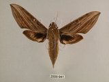 中文名:背線天蛾(2505-941)學名:Cechenena minor (Butler, 1875)(2505-941)中文別名:平背天蛾