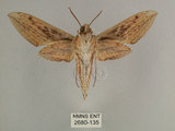 中文名:背線天蛾(2680-135)學名:Cechenena minor (Butler, 1875)(2680-135)中文別名:平背天蛾