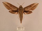中文名:背線天蛾(2680-135)學名:Cechenena minor (Butler, 1875)(2680-135)中文別名:平背天蛾