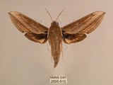 中文名:背線天蛾(2695-610)學名:Cechenena minor (Butler, 1875)(2695-610)中文別名:平背天蛾