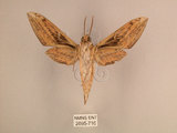 中文名:背線天蛾(2695-716)學名:Cechenena minor (Butler, 1875)(2695-716)中文別名:平背天蛾