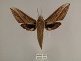 中文名:背線天蛾(2695-716)學名:Cechenena minor (Butler, 1875)(2695-716)中文別名:平背天蛾