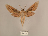 中文名:背線天蛾(2880-32)學名:Cechenena minor (Butler, 1875)(2880-32)中文別名:平背天蛾