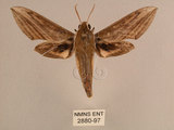 中文名:背線天蛾(2880-97)學名:Cechenena minor (Butler, 1875)(2880-97)中文別名:平背天蛾