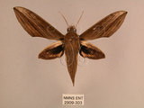 中文名:背線天蛾(2909-303)學名:Cechenena minor (Butler, 1875)(2909-303)中文別名:平背天蛾