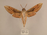 中文名:背線天蛾(2997-434)學名:Cechenena minor (Butler, 1875)(2997-434)中文別名:平背天蛾