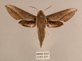 中文名:背線天蛾(3151-371)學名:Cechenena minor (Butler, 1875)(3151-371)中文別名:平背天蛾