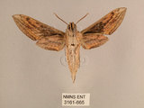 中文名:背線天蛾(3161-665)學名:Cechenena minor (Butler, 1875)(3161-665)中文別名:平背天蛾