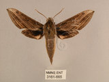 中文名:背線天蛾(3161-665)學名:Cechenena minor (Butler, 1875)(3161-665)中文別名:平背天蛾