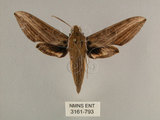 中文名:背線天蛾(3161-793)學名:Cechenena minor (Butler, 1875)(3161-793)中文別名:平背天蛾