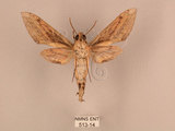 中文名:背線天蛾(513-14)學名:Cechenena minor (Butler, 1875)(513-14)中文別名:平背天蛾
