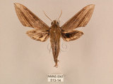 中文名:背線天蛾(513-14)學名:Cechenena minor (Butler, 1875)(513-14)中文別名:平背天蛾