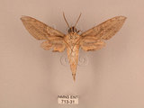中文名:背線天蛾(713-31)學名:Cechenena minor (Butler, 1875)(713-31)中文別名:平背天蛾