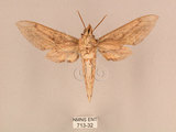 中文名:背線天蛾(713-32)學名:Cechenena minor (Butler, 1875)(713-32)中文別名:平背天蛾